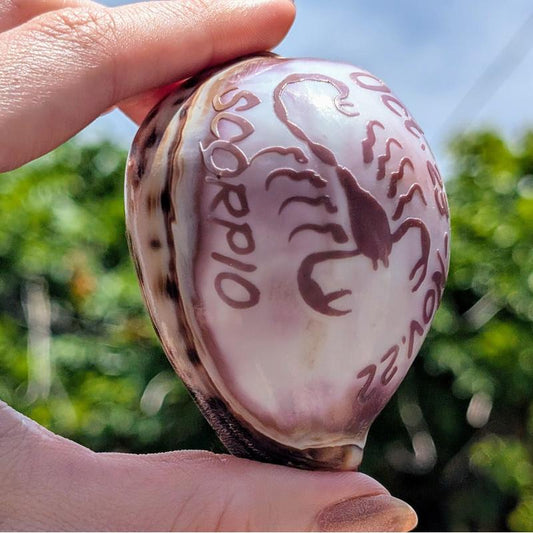 Decorative Zodiac Cowrie Sea Shells || Trunk Show-Nature's Treasures
