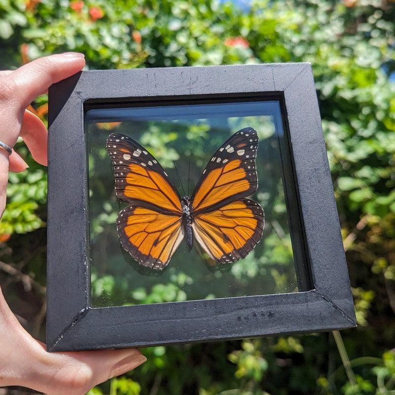 SHOW PRODUCT: Framed Danaus Plexippus "Monarch" Butterfly Specimen-Nature's Treasures