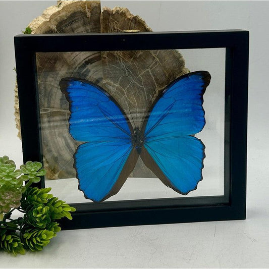 SHOW PRODUCT: Framed Morpho Didius Butterfly Specimen-Nature's Treasures