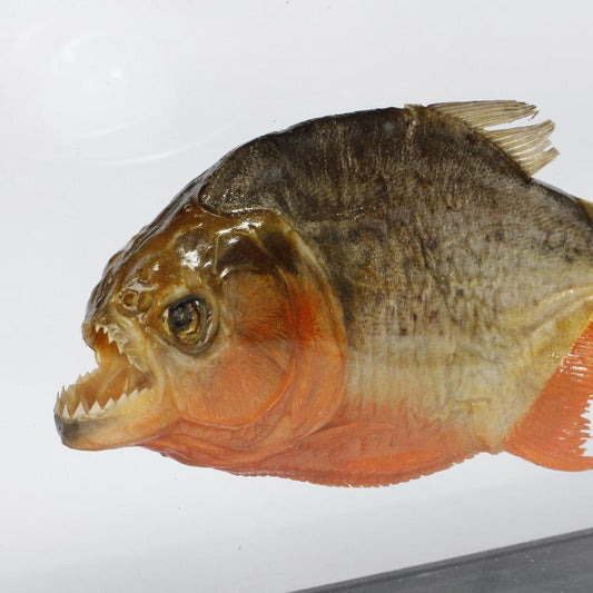 SHOW PRODUCT: Framed Red Bellied Piranha Specimen-Nature's Treasures