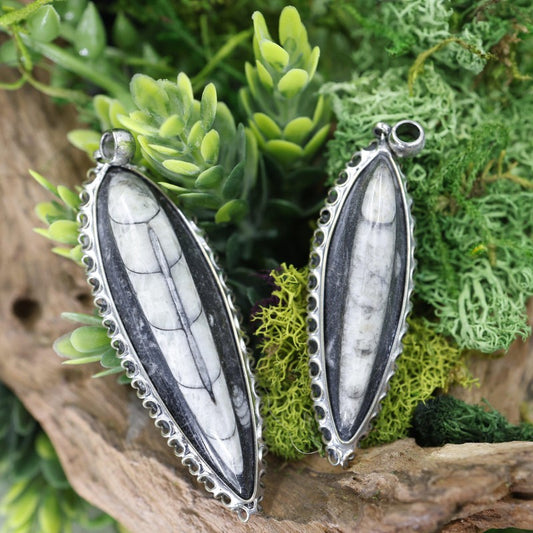 Unisex Orthocera Fossil Silver Metal Pendants-Nature's Treasures