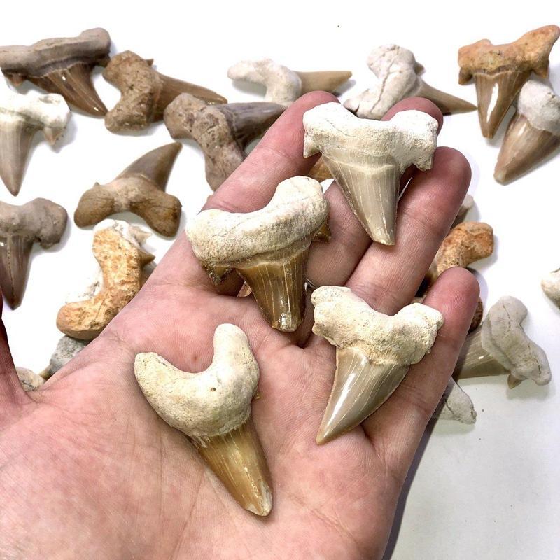 Fossilized Shark Teeth-Nature's Treasures