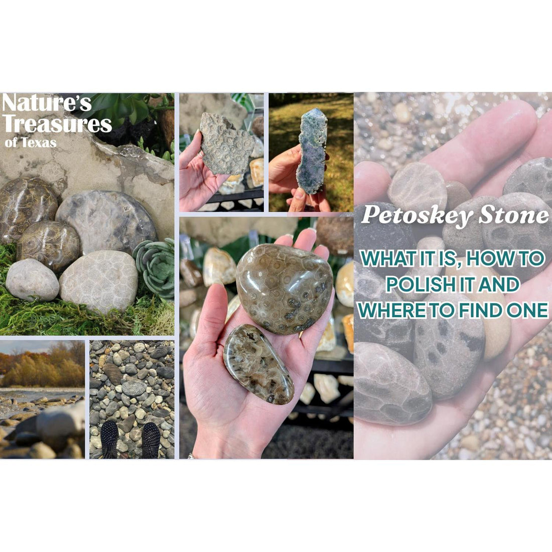 Petoskey Stone: What It Is, How to Polish It and Where to Find One