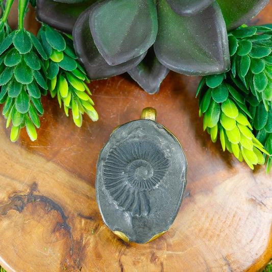 Ammonite Fossil Pendant || Tibetan Shaligram Fossil Jewelry || Trunk Show-Nature's Treasures