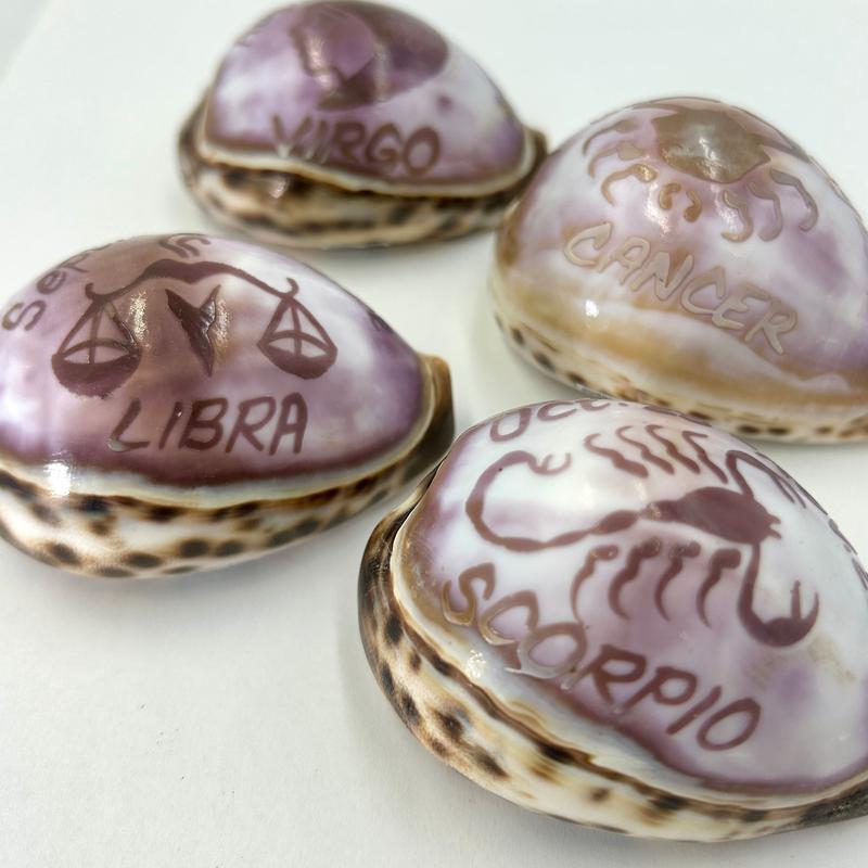 Decorative Zodiac Cowrie Sea Shells || Trunk Show-Nature's Treasures