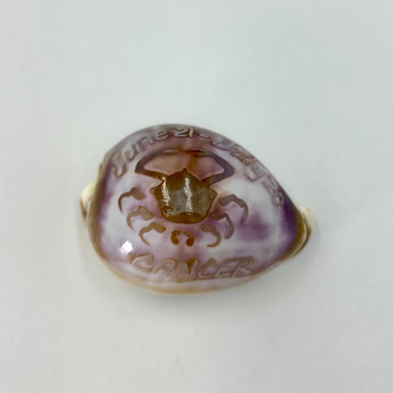 Decorative Zodiac Cowrie Sea Shells || Trunk Show-Nature's Treasures