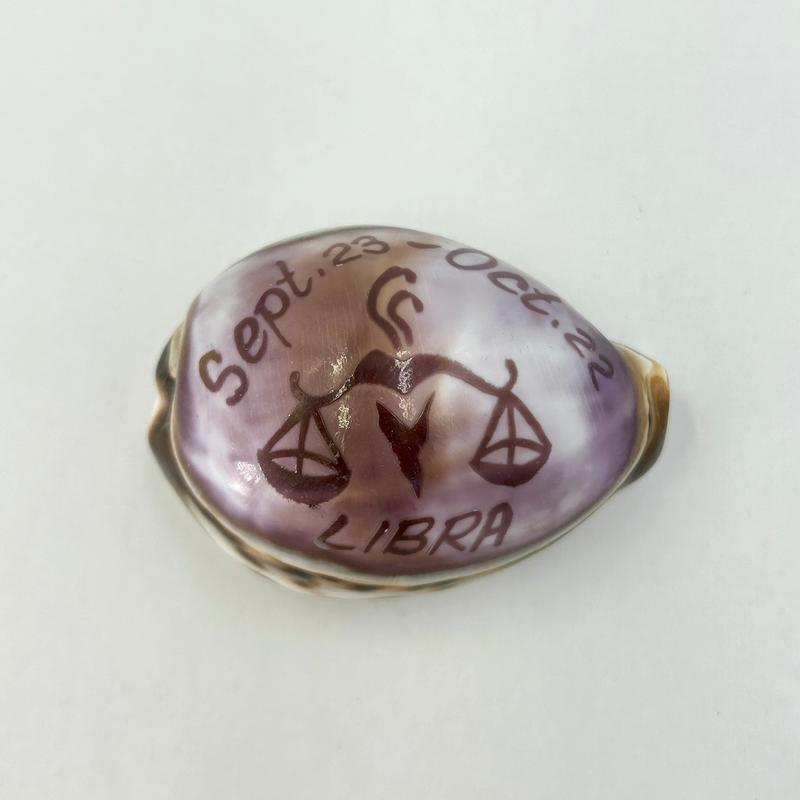 Decorative Zodiac Cowrie Sea Shells || Trunk Show-Nature's Treasures