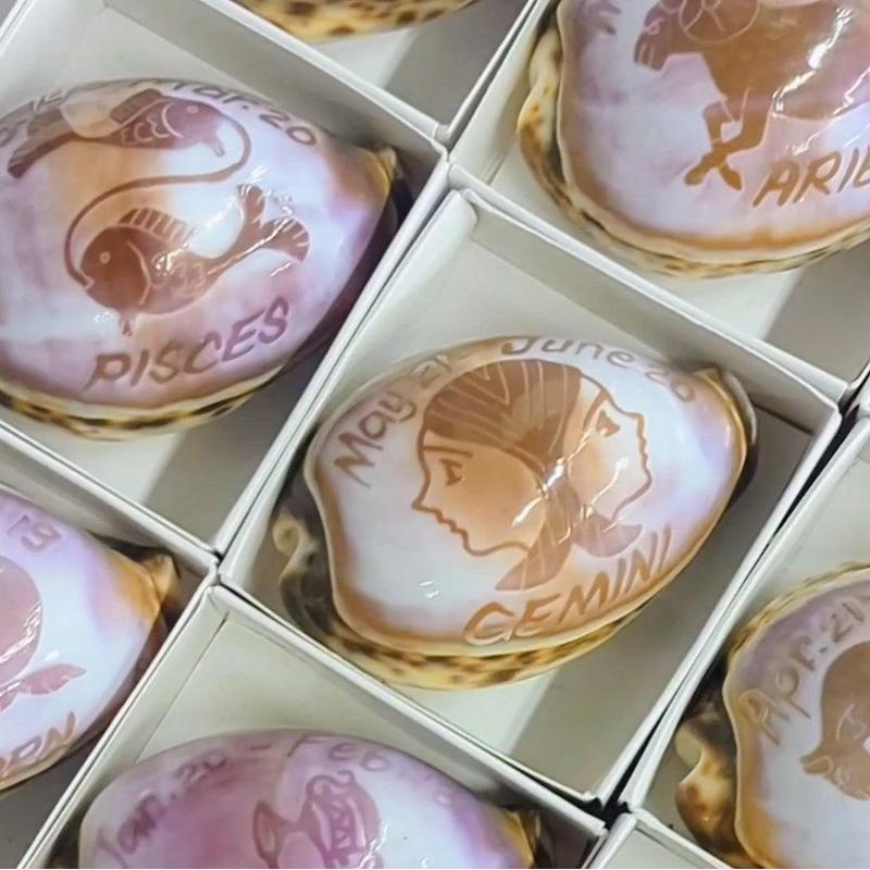Decorative Zodiac Cowrie Sea Shells || Trunk Show-Nature's Treasures