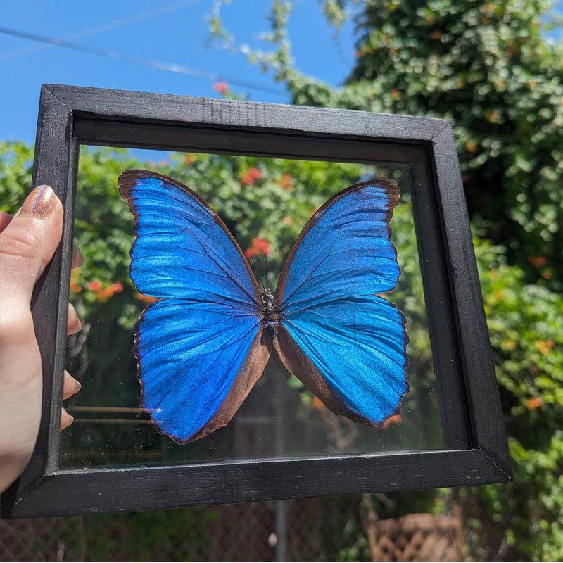 Framed Morpho Didius Butterfly Specimens || Wall Decor-Nature's Treasures