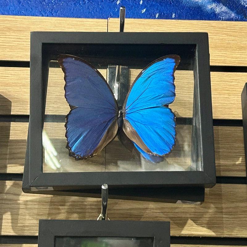 Framed Morpho Didius Butterfly Specimens || Wall Decor-Nature's Treasures