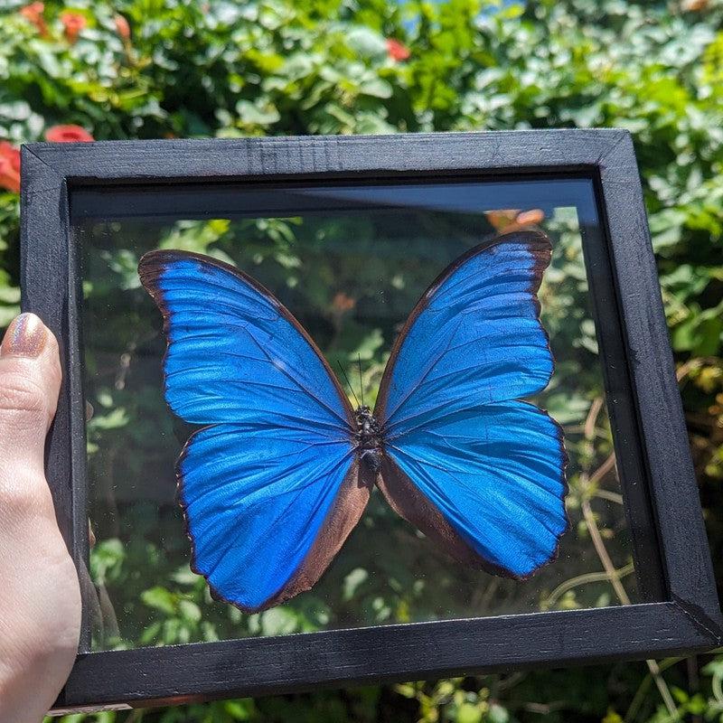 Framed Morpho Didius Butterfly Specimens || Wall Decor-Nature's Treasures