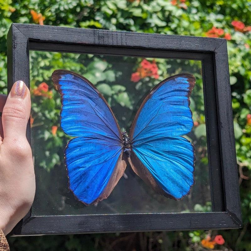 Framed Morpho Didius Butterfly Specimens || Wall Decor-Nature's Treasures