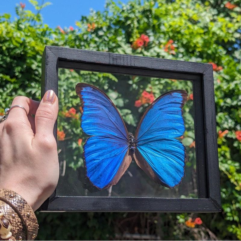 Framed Morpho Didius Butterfly Specimens || Wall Decor-Nature's Treasures