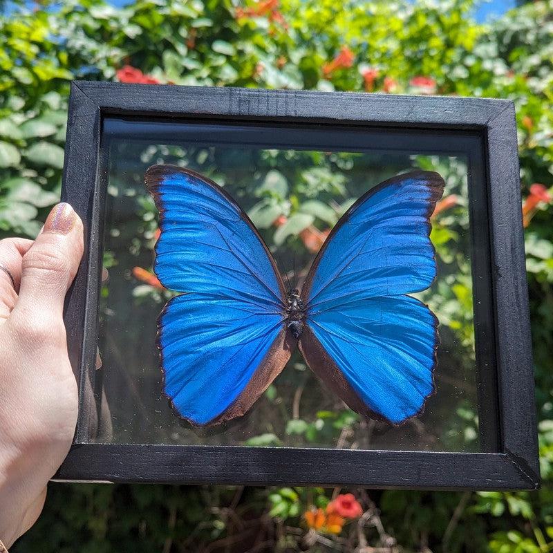 Framed Morpho Didius Butterfly Specimens || Wall Decor-Nature's Treasures