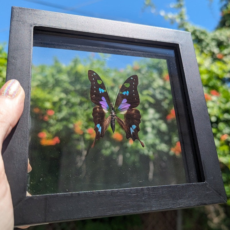 SHOW PRODUCT: Framed Papilionidae "Purple Spotted Swallowtail" Butterfly Specimen-Nature's Treasures