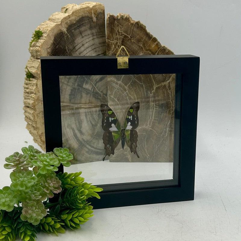 SHOW PRODUCT: Framed Papilionidae "Purple Spotted Swallowtail" Butterfly Specimen-Nature's Treasures