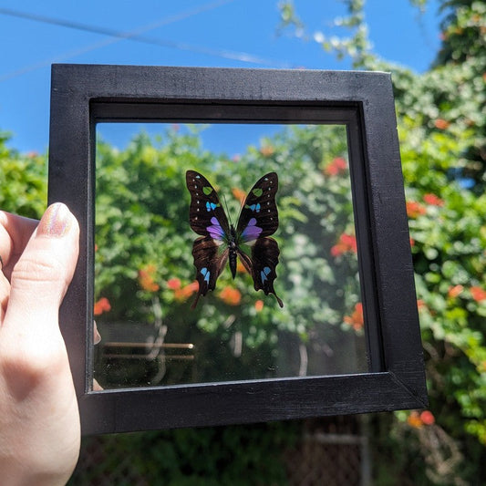 SHOW PRODUCT: Framed Papilionidae "Purple Spotted Swallowtail" Butterfly Specimen-Nature's Treasures