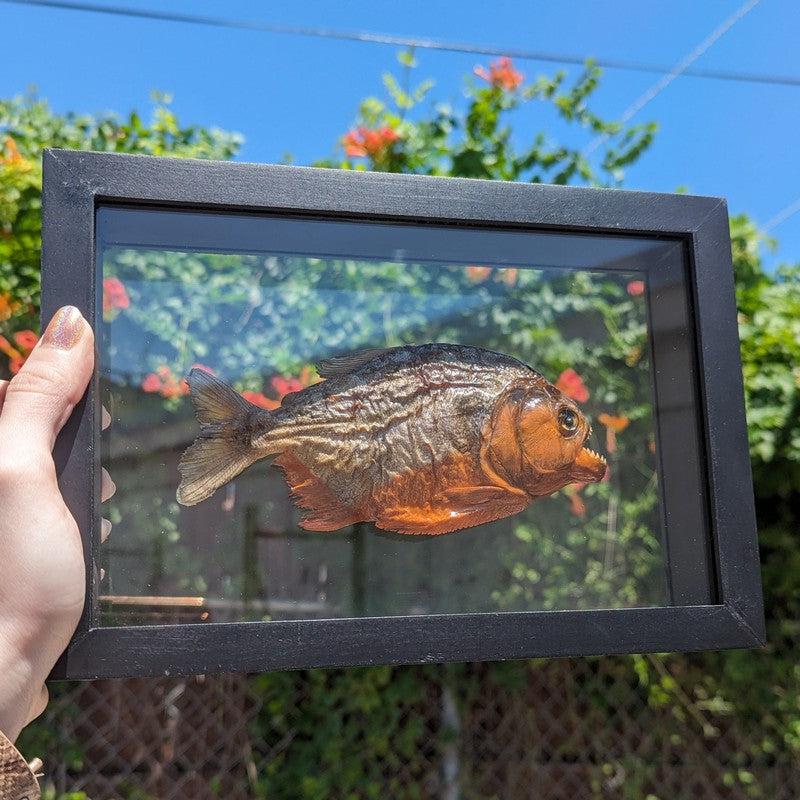 Framed Red Bellied Piranha Specimen's || Wall Decor-Nature's Treasures