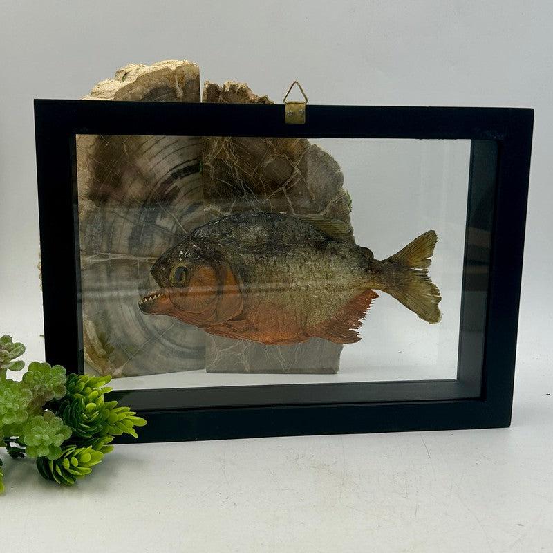 Framed Red Bellied Piranha Specimen's || Wall Decor-Nature's Treasures