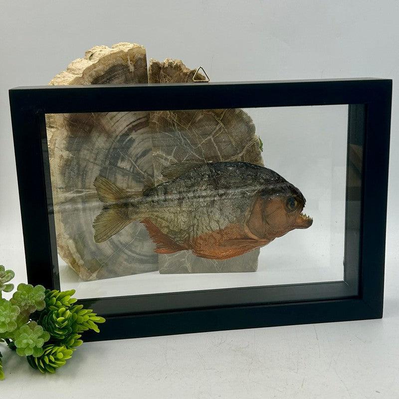 Framed Red Bellied Piranha Specimen's || Wall Decor-Nature's Treasures