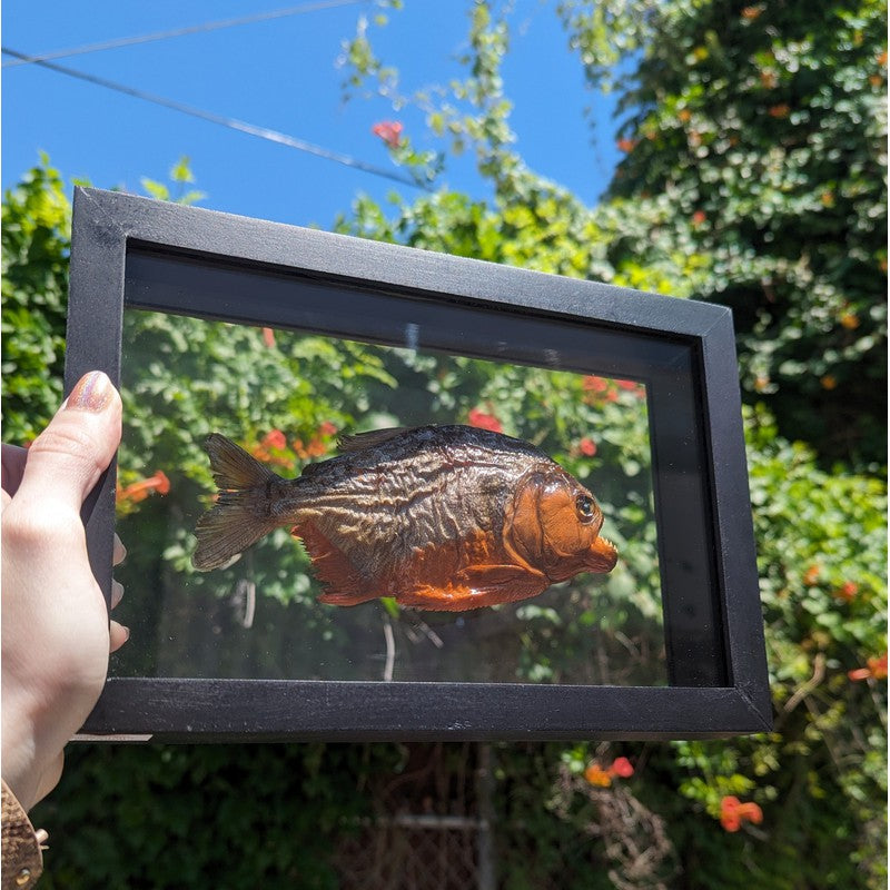 Framed Red Bellied Piranha Specimen's || Wall Decor-Nature's Treasures