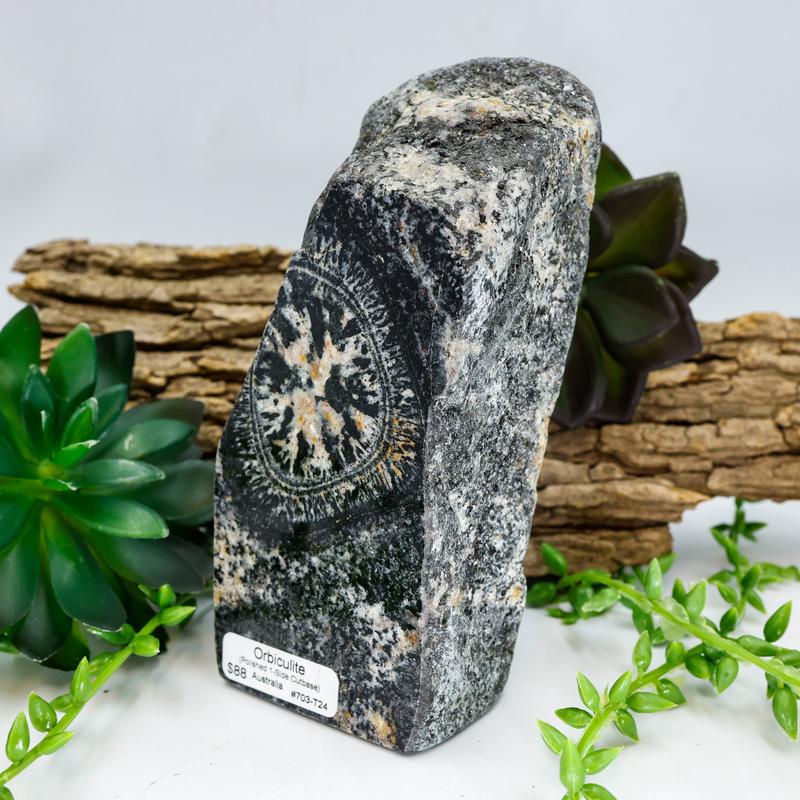 Half Polished Orbiculite Granite Free Form-Nature's Treasures