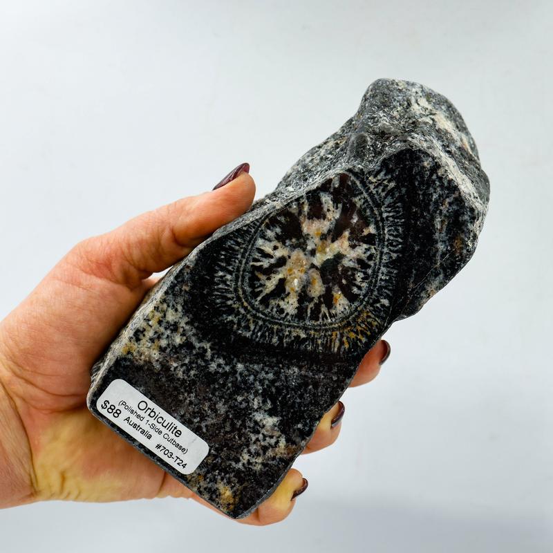 Half Polished Orbiculite Granite Free Form-Nature's Treasures