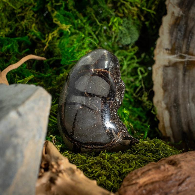 Half Polished Septarian Dragon Cluster Eggs || Madagascar-Nature's Treasures