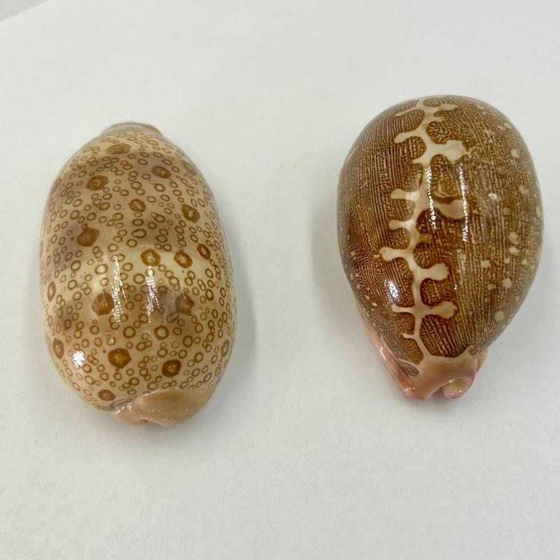 Natural Mappa Cowrie Sea Shells || Trunk Show-Nature's Treasures