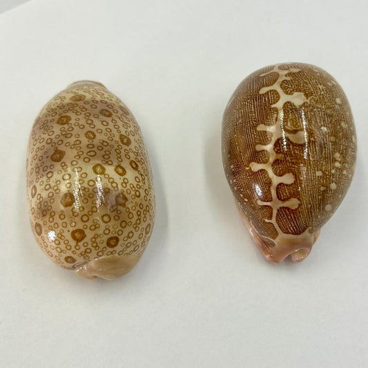 Natural Mappa Cowrie Sea Shells || Trunk Show-Nature's Treasures