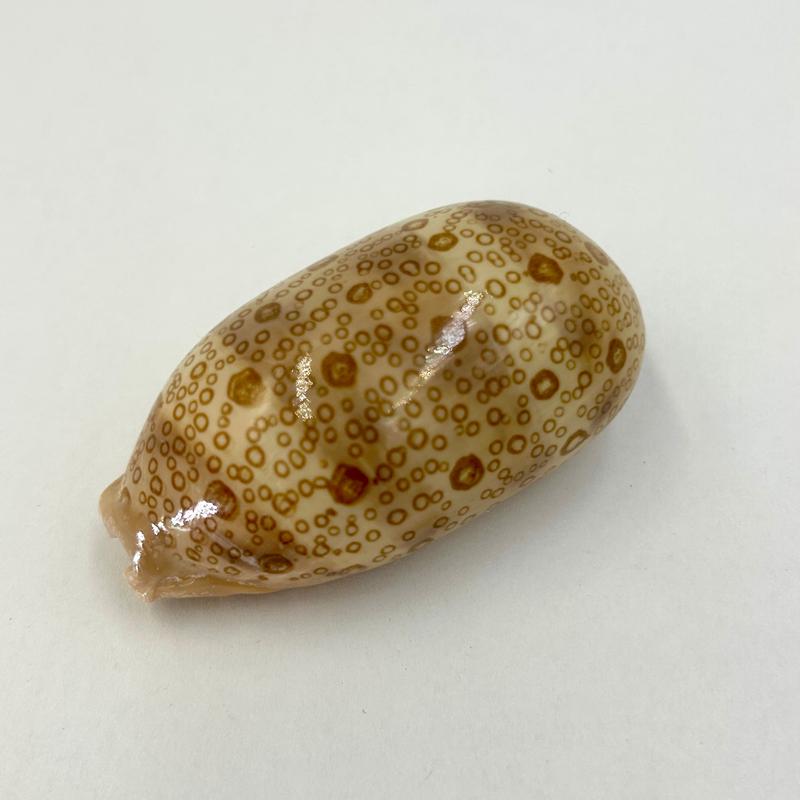 Natural Mappa Cowrie Sea Shells || Trunk Show-Nature's Treasures