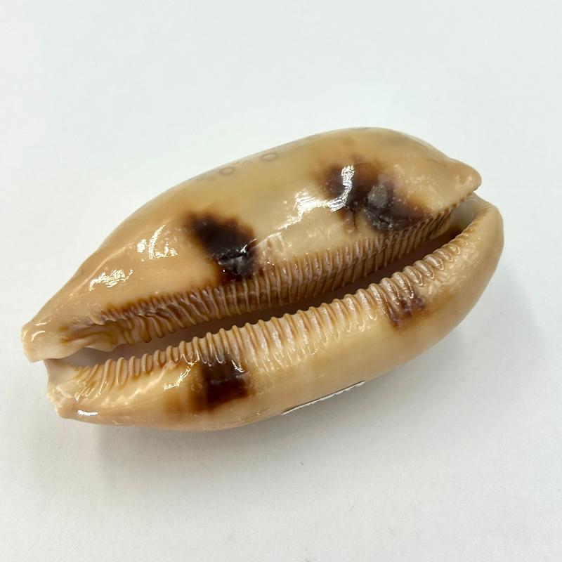 Natural Mappa Cowrie Sea Shells || Trunk Show-Nature's Treasures