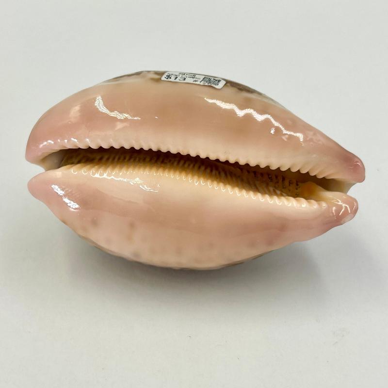 Natural Mappa Cowrie Sea Shells || Trunk Show-Nature's Treasures