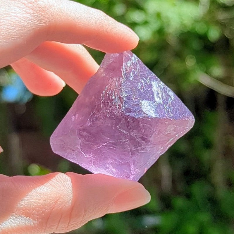 Natural Rough Large Purple Fluorite Octahedron || Trunk Show 2024-Nature's Treasures