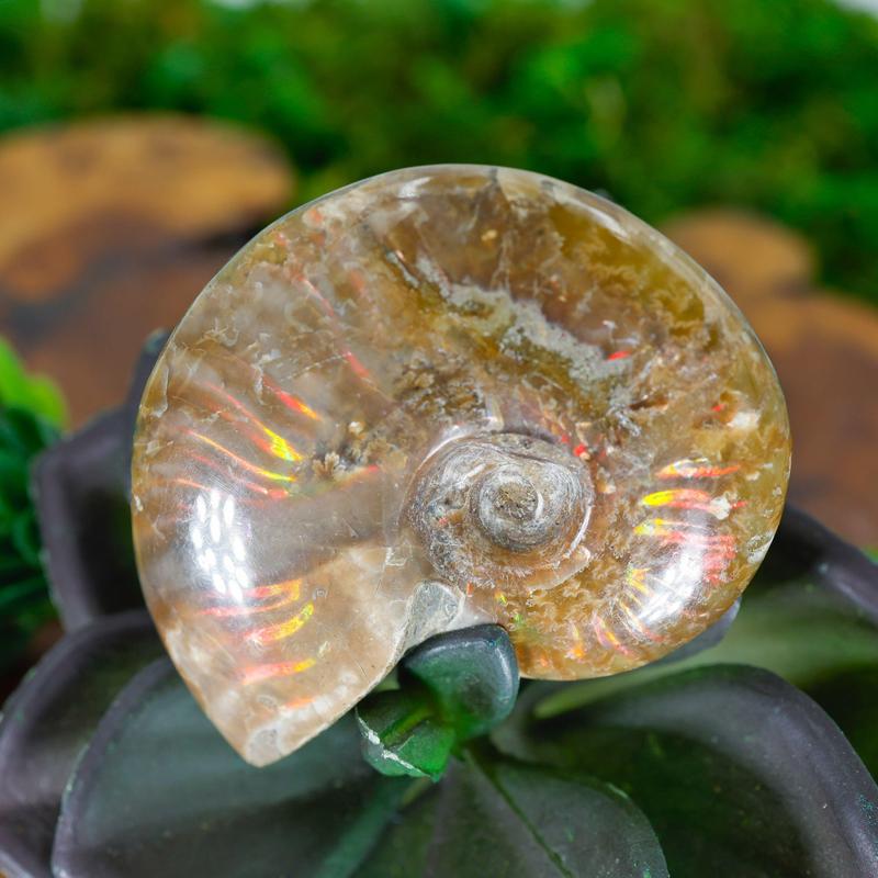 Polished Iridescent Ammonite Fossils || Trunk Show-Nature's Treasures