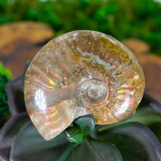 Polished Iridescent Ammonite Fossils || Trunk Show-Nature's Treasures