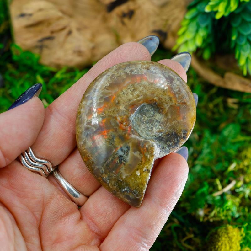 Polished Iridescent Ammonite Fossils || Trunk Show-Nature's Treasures