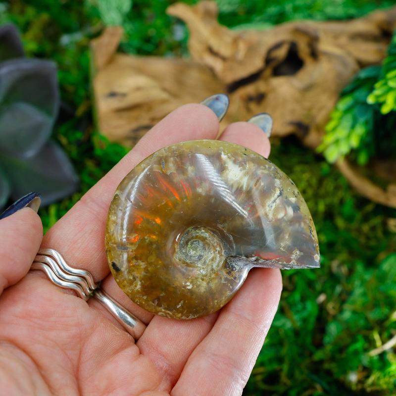 Polished Iridescent Ammonite Fossils || Trunk Show-Nature's Treasures