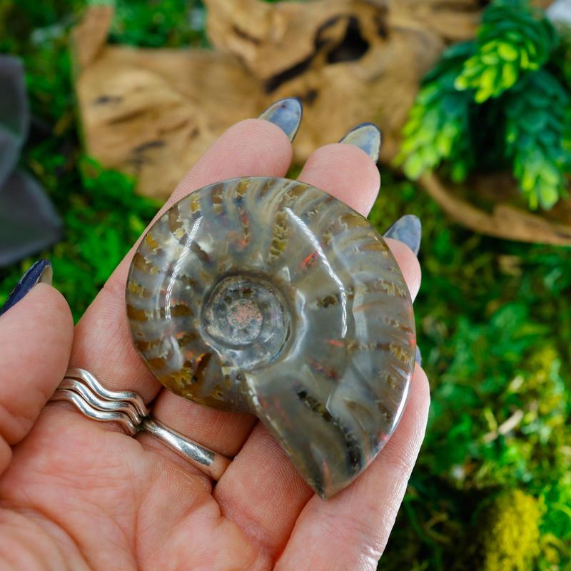 Polished Iridescent Ammonite Fossils || Trunk Show-Nature's Treasures