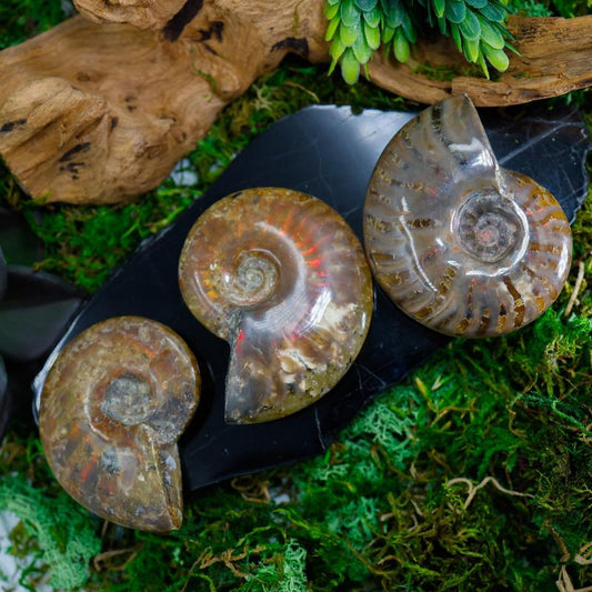 Polished Iridescent Ammonite Fossils || Trunk Show-Nature's Treasures