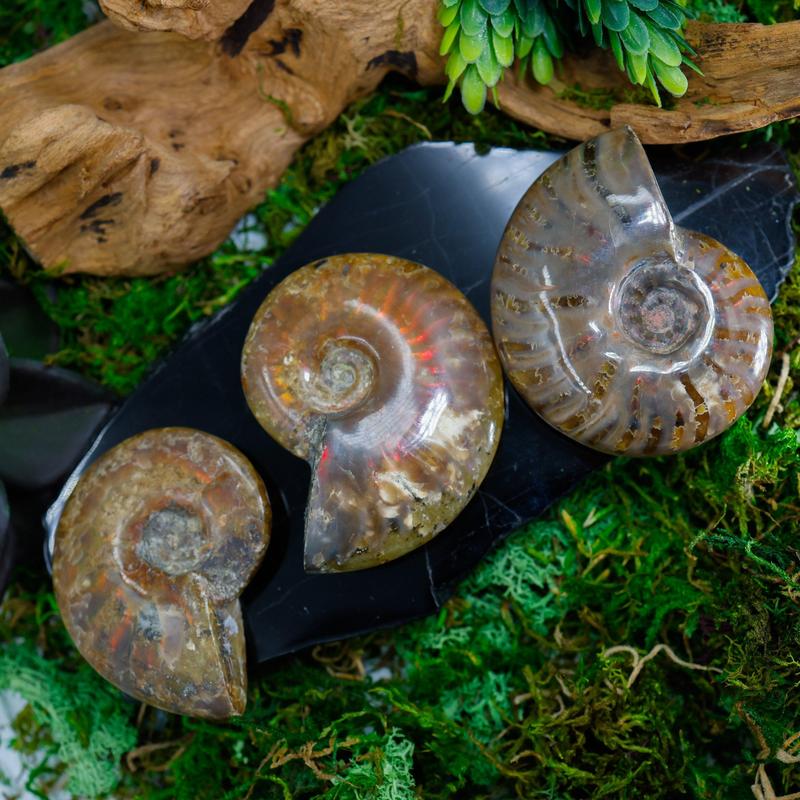 Polished Iridescent Ammonite Fossils || Trunk Show