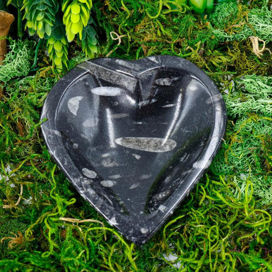 Polished Orthoceras Fossil Heart Dish || Morocco-Nature's Treasures