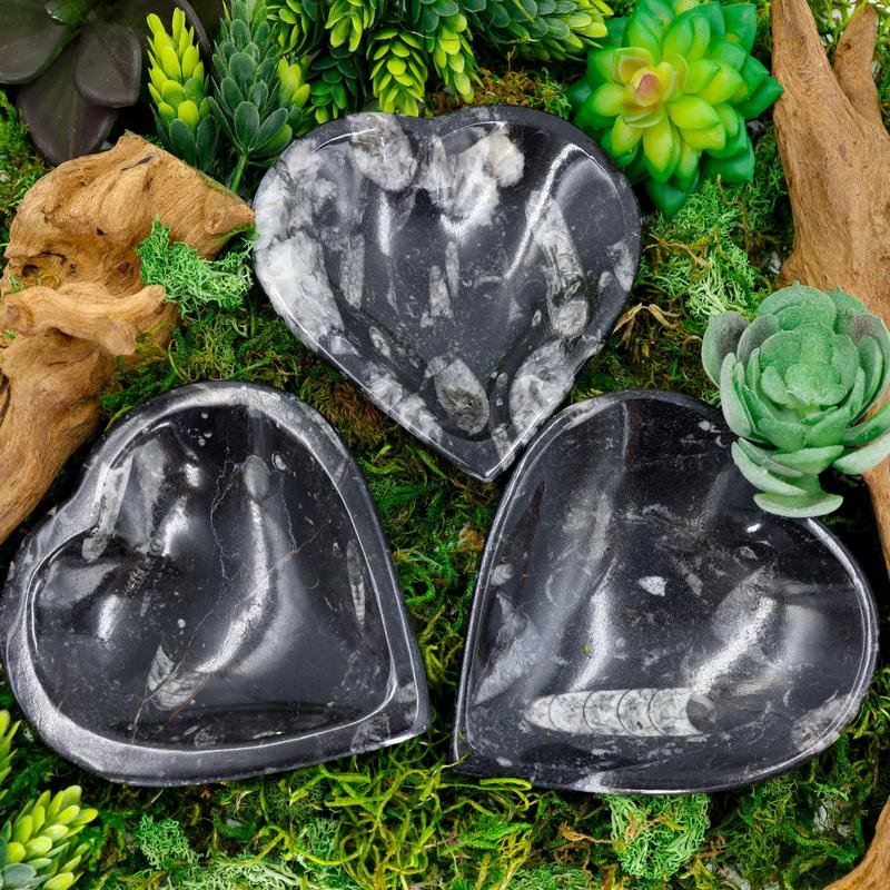 Polished Orthoceras Fossil Heart Dish from Morocco-Nature's Treasures