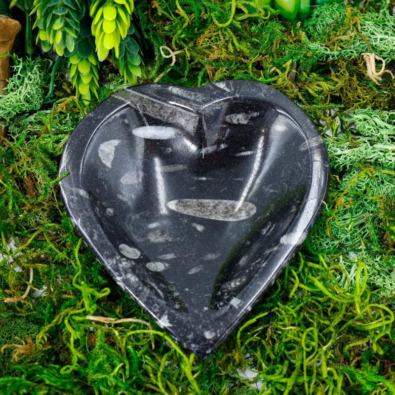 Polished Orthoceras Fossil Heart Dish from Morocco-Nature's Treasures