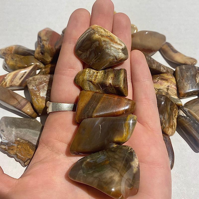 Polished Petrified Wood Tumbled Stones || Past Life Recall & Growth || Madagascar-Nature's Treasures