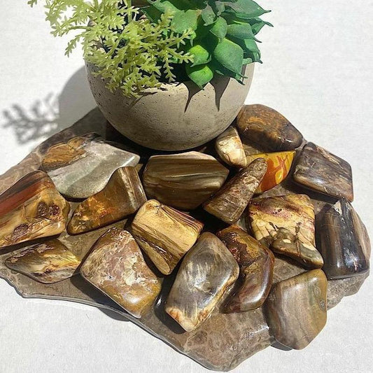Polished Petrified Wood Tumbled Stones || Past Life Recall & Growth || Madagascar-Nature's Treasures