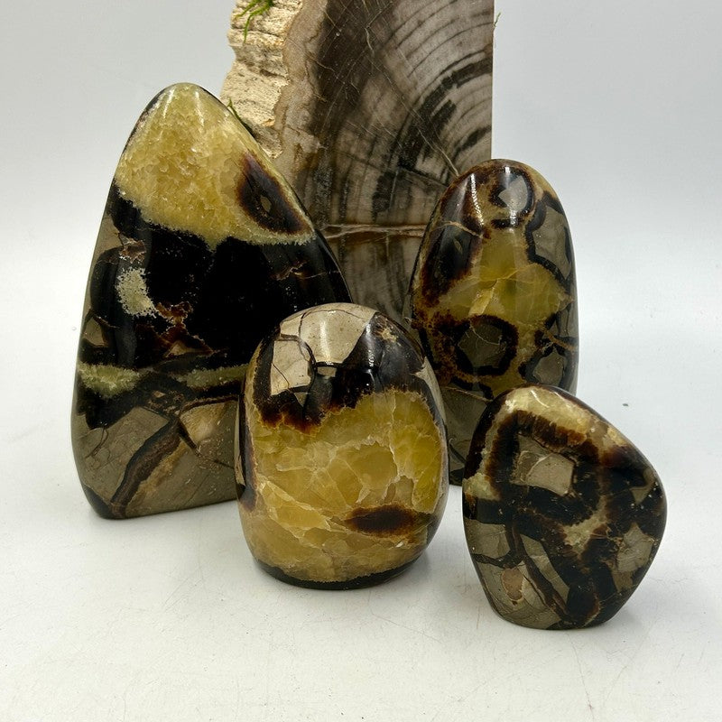 Polished Septarian Free Forms || Stress Relief || Madagascar-Nature's Treasures