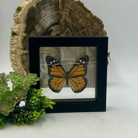 SHOW PRODUCT: Framed Danaus Plexippus "Monarch" Butterfly Specimen-Nature's Treasures