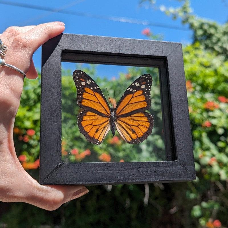 SHOW PRODUCT: Framed Danaus Plexippus "Monarch" Butterfly Specimen-Nature's Treasures
