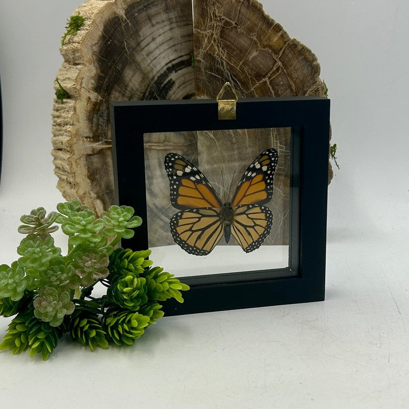 SHOW PRODUCT: Framed Danaus Plexippus "Monarch" Butterfly Specimen-Nature's Treasures